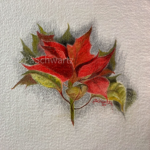 Poinsettia Scarlett